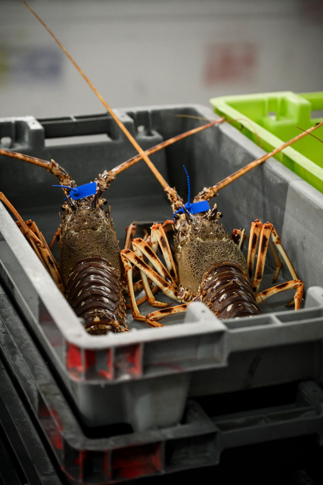 Marquage langouste