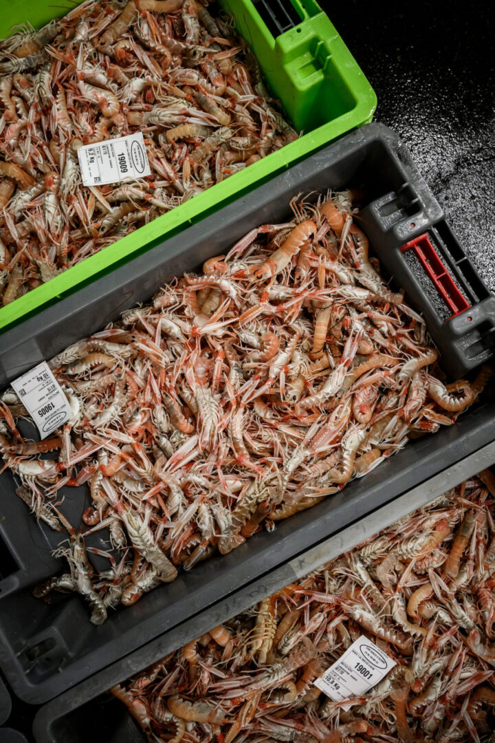 Langoustines