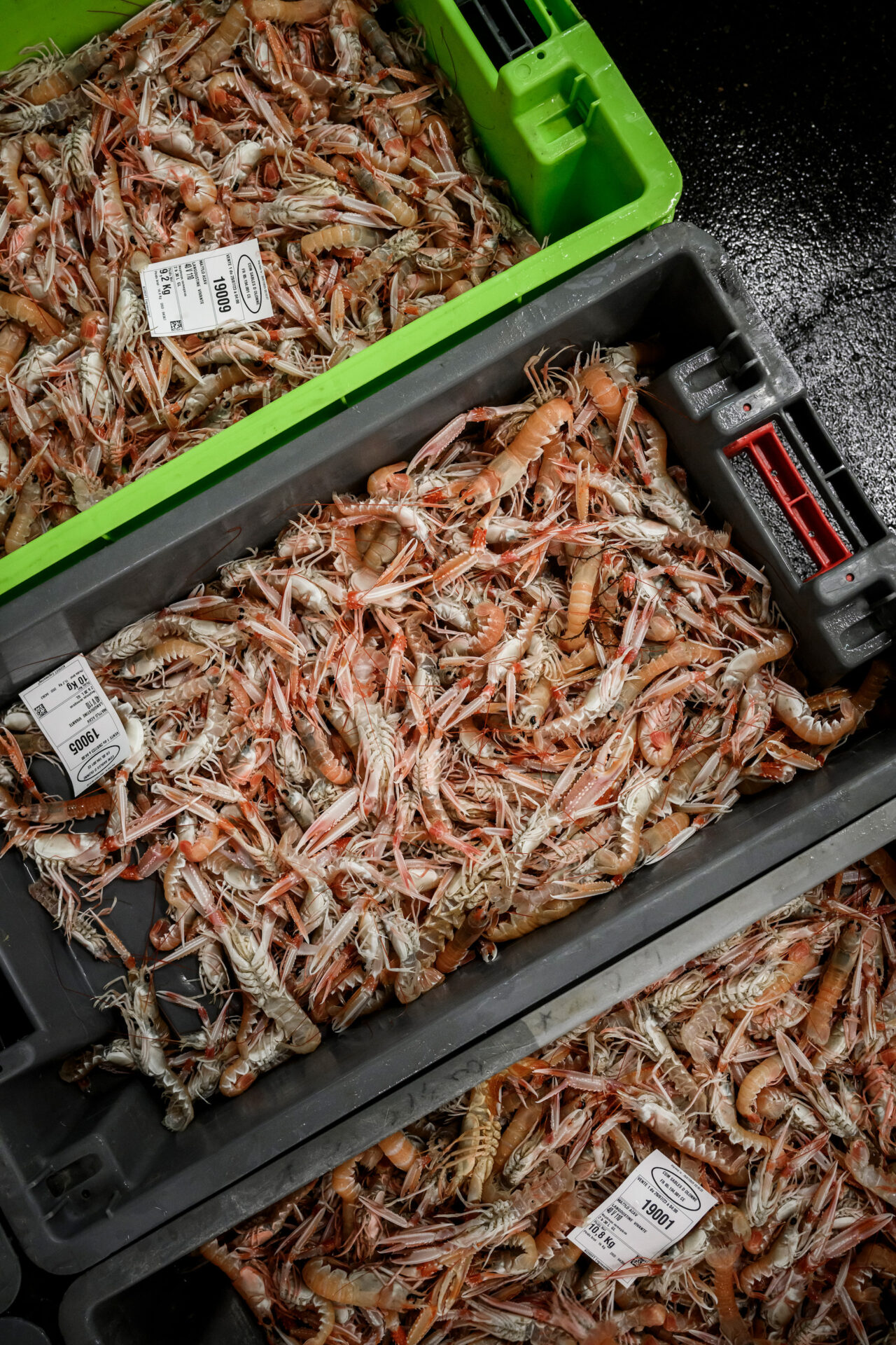 Langoustines